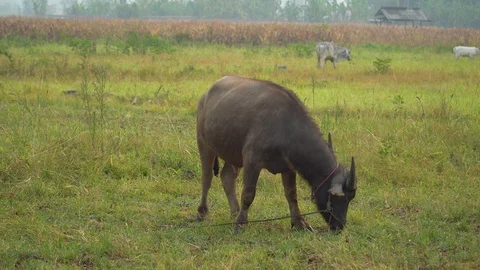 Baby pineapple fruit on tree. Pineapple Farm. Stock Footage 128238184