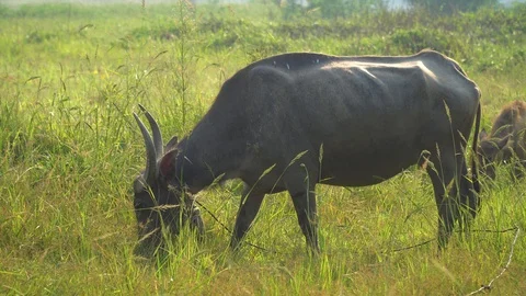 Baby pineapple fruit on tree. Pineapple Farm. Stock Footage 128238194