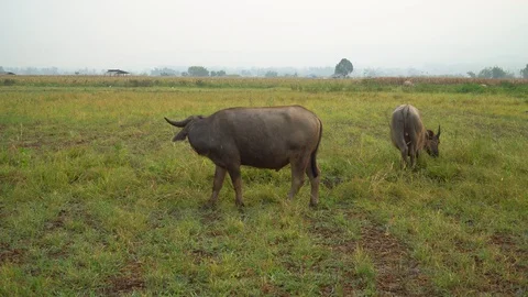 Baby pineapple fruit on tree. Pineapple Farm. Stock Footage 128238203