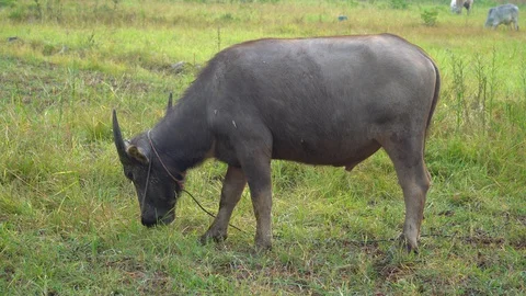 Baby pineapple fruit on tree. Pineapple Farm. Stock Footage 128238205