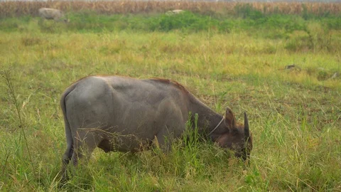 Baby pineapple fruit on tree. Pineapple Farm. Stock Footage 128238213