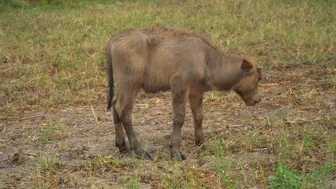 Baby pineapple fruit on tree. Pineapple Farm. Stock Footage 128238216