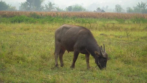 Baby pineapple fruit on tree. Pineapple Farm. Stock Footage 128238218