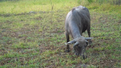 Baby pineapple fruit on tree. Pineapple Farm. Stock Footage 128238225