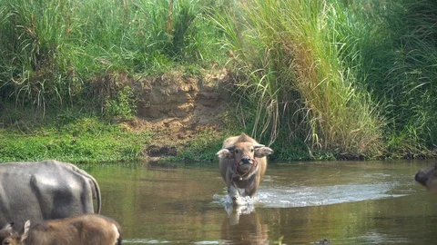 Baby pineapple fruit on tree. Pineapple Farm. Stock Footage 128238332