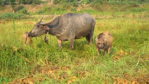 Baby pineapple fruit on tree. Pineapple Farm. Stock Footage 128238361