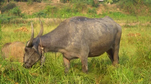 Baby pineapple fruit on tree. Pineapple Farm. Stock Footage 128238492