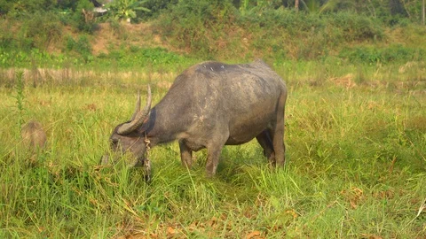 Baby pineapple fruit on tree. Pineapple Farm. Stock Footage 128238494