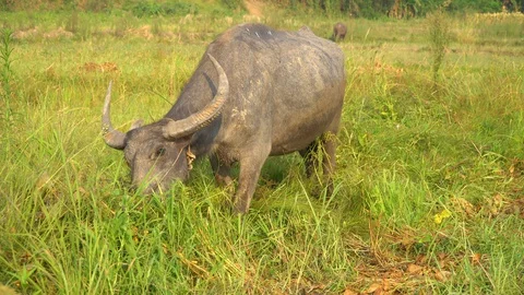 Baby pineapple fruit on tree. Pineapple Farm. Stock Footage 128238501