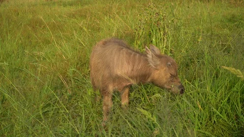 Baby pineapple fruit on tree. Pineapple Farm. Stock Footage 128238519