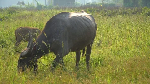 Baby pineapple fruit on tree. Pineapple Farm. Stock Footage 128238564