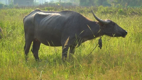 Baby pineapple fruit on tree. Pineapple Farm. Stock Footage 128238641