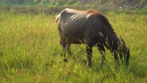 Baby pineapple fruit on tree. Pineapple Farm. Stock Footage 128238716