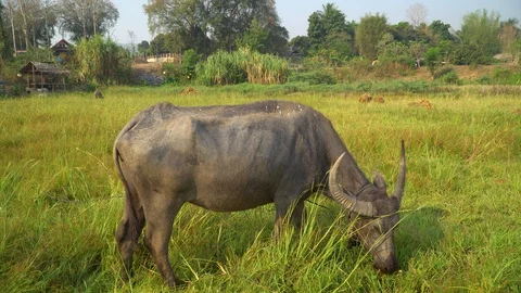 Baby pineapple fruit on tree. Pineapple Farm. Stock Footage 128238721