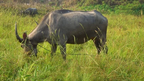 Baby pineapple fruit on tree. Pineapple Farm. Stock Footage 128238780