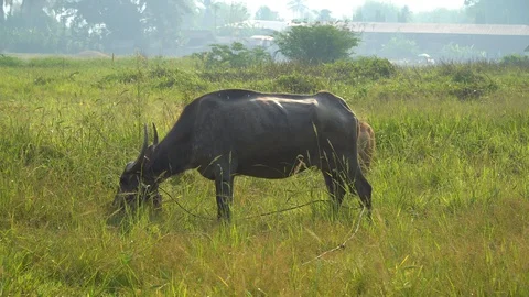 Baby pineapple fruit on tree. Pineapple Farm. Stock Footage 128238811