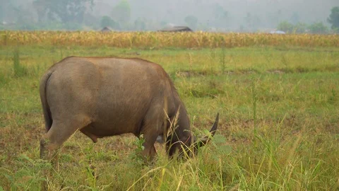 Baby pineapple fruit on tree. Pineapple Farm. Stock Footage 128238846