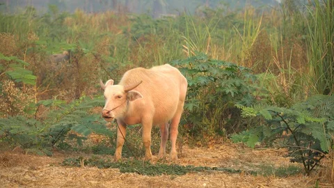 Baby pineapple fruit on tree. Pineapple Farm. Stock Footage 128238882