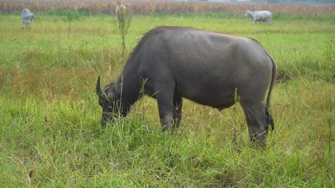 Baby pineapple fruit on tree. Pineapple Farm. Stock Footage 128238922