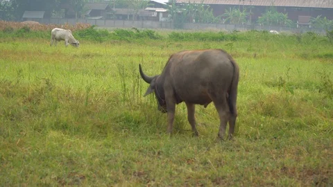Baby pineapple fruit on tree. Pineapple Farm. Stock Footage 128238933