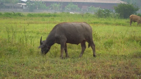 Baby pineapple fruit on tree. Pineapple Farm. Stock Footage 128238944