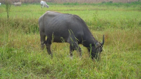 Baby pineapple fruit on tree. Pineapple Farm. Stock Footage 128239008