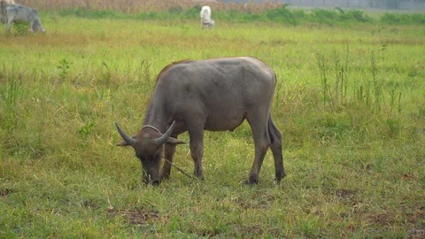Baby pineapple fruit on tree. Pineapple Farm. Stock Footage 128239068