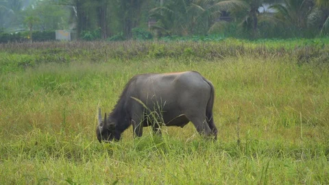 Baby pineapple fruit on tree. Pineapple Farm. Stock Footage 128239069