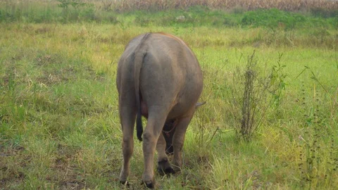 Baby pineapple fruit on tree. Pineapple Farm. Stock Footage 128239083