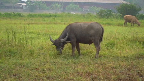 Baby pineapple fruit on tree. Pineapple Farm. Stock Footage 128239091