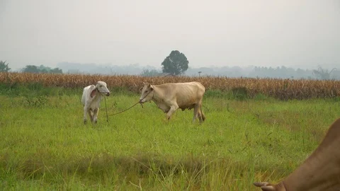 Baby pineapple fruit on tree. Pineapple Farm. Stock Footage 128239145