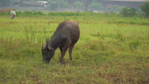 Baby pineapple fruit on tree. Pineapple Farm. Stock Footage 128239183