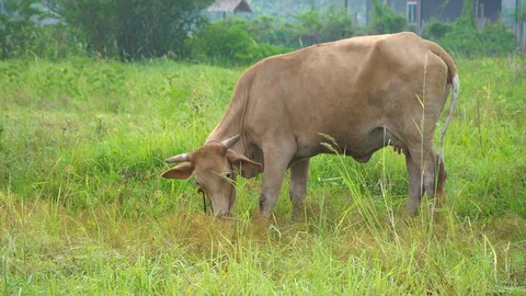 Baby pineapple fruit on tree. Pineapple Farm. Stock Footage 128239232
