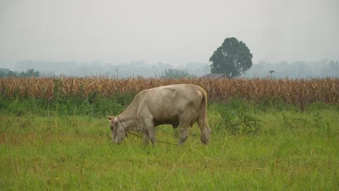Baby pineapple fruit on tree. Pineapple Farm. Stock Footage 128239351