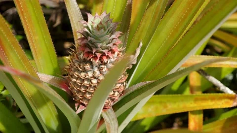 Baby pineapple fruit on tree. Pineapple Farm. Small growing Tropical Pineapple. Stock Footage 202357268