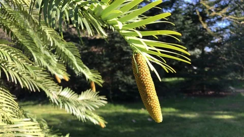 Baby pinecone on a tree close up Stock Footage 127900999