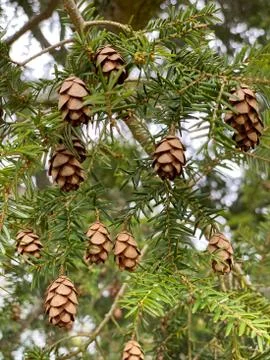 Baby Pinecones 库存照片