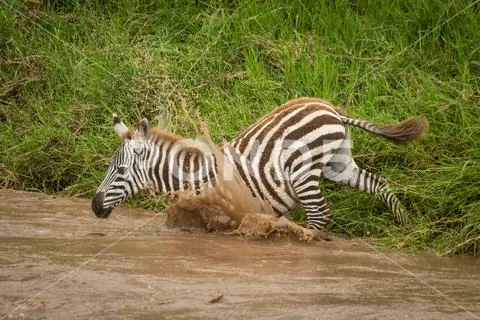 Baby plains zebra jumps into muddy river Stock Photos
