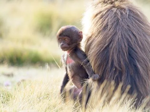 Baby portrait of Gelada Monkey (Theropithecus gelada) with mother Ethiopia Stock Photos