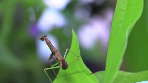 Baby praying mantis sitting on a  leaf in forest Stock Footage 66692491