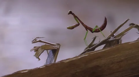 Baby praying mantis walks down a log  in forest Stock Footage 66692443