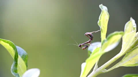 Baby Preying Mantis Closeup Stock Footage 9695828