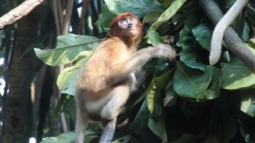 Baby Proboscis Monkey Stock Footage 85567512