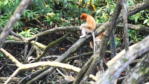 Baby Proboscis Monkey playing Stock Footage 342713918