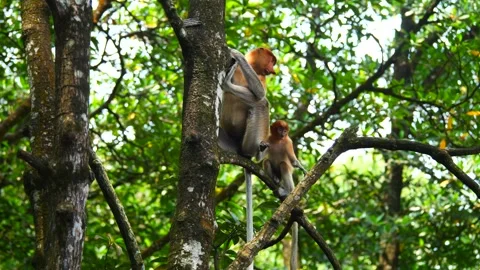 Baby Proboscis Monkey playing Stock Footage 342713925