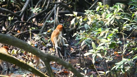 Baby Proboscis Monkey playing Stock Footage 344091836