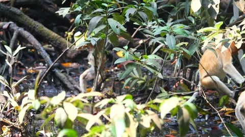 Baby Proboscis Monkey playing Stock Footage 344091931
