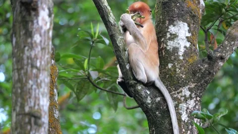 Baby Proboscis Monkey playing at mangrove forest Stock Footage 340877537