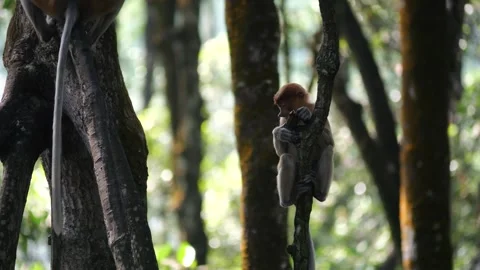 Baby Proboscis Monkey playing at mangrove forest Stock Footage 341369150