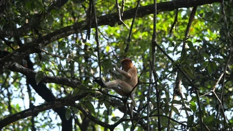 Baby Proboscis Monkey playing at mangrove forest Stock Footage 341369793
